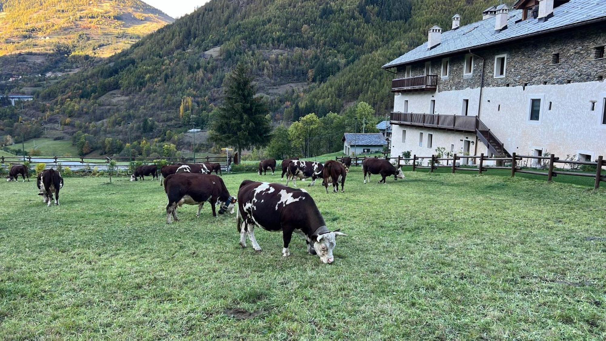 Maison Marcoz - Appartamenti Vacanze Etroubles Kültér fotó